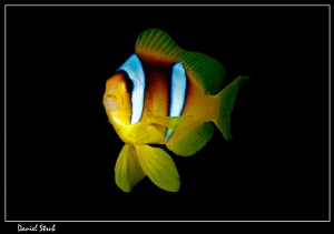 Red sea clown fish :-D by Daniel Strub 